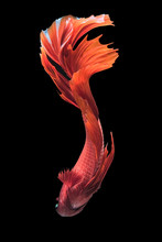 Close Up Art Movement Of Red Betta Fish,Siamese Fighting  Fish Isolated On Black Background.