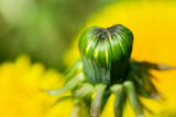 Fototapeta Góry - A bud of dandelion in the early spring in the background of fully developed flowers