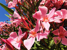 Pink Nerium Oleander Flowers On A Bush On A Sunny Day.