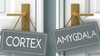 amygdala or cortex as a choice in life - pictured as words cortex, amygdala on doors to show that cortex and amygdala are different options to choose from, 3d illustration