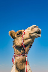 Wall Mural - Camel Head Closeup Portrait in Desert.