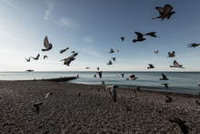 Birds Fly By The Sea In A Flock