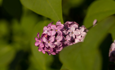 purple lilac flowers