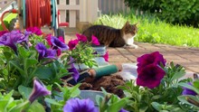 Cat Basking In The Garden Next To Garden Tools And Petunias.
