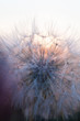 © rootstocks - Head of seeds of the Tragopogon flower