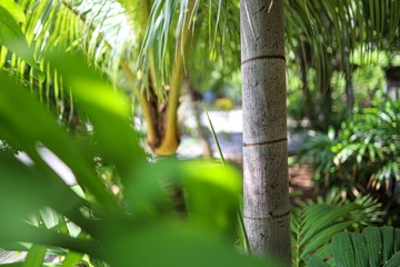 palm tree in the rain