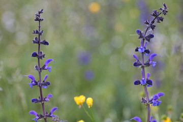 two stems of purple wildflowers on defocused background