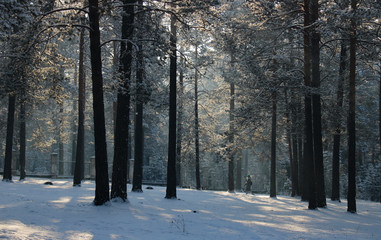  forest in winter