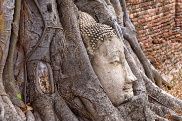 Large stone Buddha head in fig tree roots - Ayutthaya City