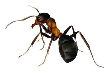 Picture of the ant hand drawn in watercolor isolated on a white background