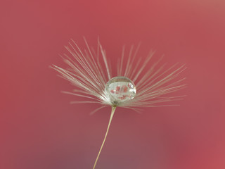 Wall Mural - dandelion seed with water droplets macro