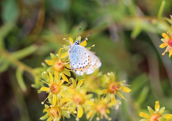 Wall Mural - Plebejus idas, the Idas blue or northern blue butterfly