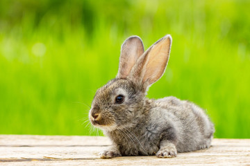 Wall Mural - Portrait of a cute fluffy gray rabbit with ears on a natural green background