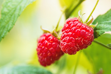 Wall Mural - Natural food - fresh red raspberries in a garden. Bunch of ripe raspberry fruit - Rubus idaeus - on branch with green leaves on a farm. Close-up, blurred background