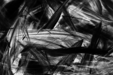 Wall Mural - Beautiful abstract white and black feathers on white background and soft white feather texture on white pattern and dark background, gray feather background, black banners