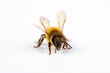 Honey bee close