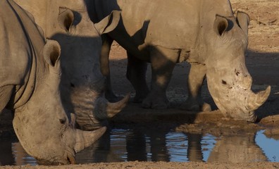 Etosha Park wildlife