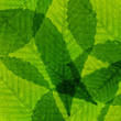 Green leaf abstract collage background