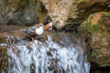 Wall Mural - The White-throated dipper, Cinclus cinclus  The bird is perched in the creek in colorful forest in the spring Europe Czech Republic Wildlife nature scene. During nesting season, clear runnig water..