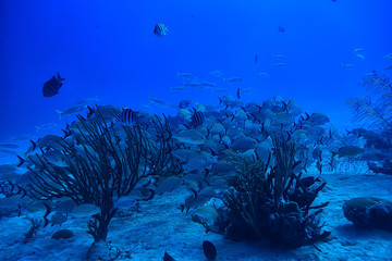 Wall Mural - school of fish underwater photo, Gulf of Mexico, Cancun, bio fishing resources