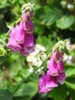 Pink bells flowers in close-up