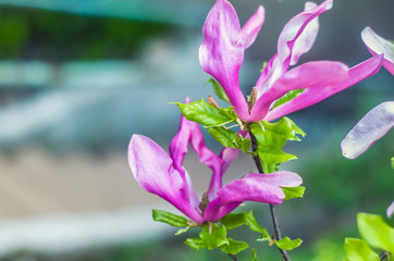 Wall Mural - Bright gentle beautiful pink magnolia flowers on a branch of a blossoming tree.