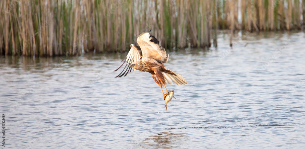 Circus aeruginosus bird flying and the predator catches fish above the ...