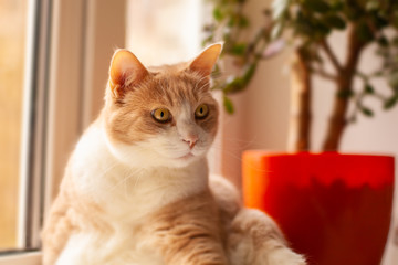 Canvas Print -  red cat sits by the window