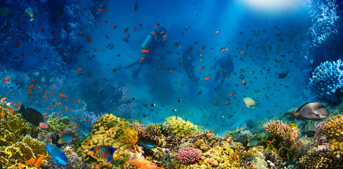 Wall Mural - Group of scuba divers exploring coral reef. Underwater sports and tropical vacation concept