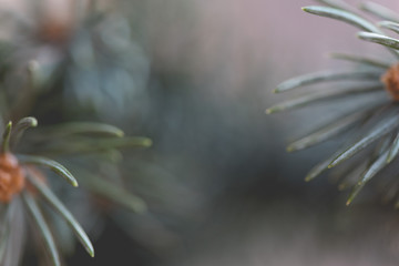 Wall Mural - Abstract background close up blurred conifer evergreen fir tree branches natural