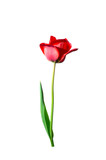 Fototapeta Tulipany - red tulip isolate on a white background