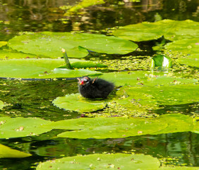 Common gallinule chick resting on a water lily leaf II