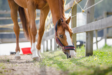 Portrait Of Young Chestnut Budyonny Gelding Horse  With White Line On Face In Halter Eating Grass Near Fence In Paddock In Spring Daytime