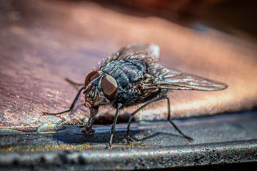 fly