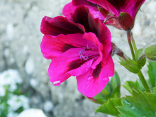 Horseshoe Geranium Flower Close-up