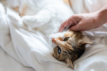 Sticker - touching little tortoiseshell cat