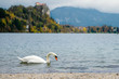 Swan on the Bled Lake with Bled castle and Alps in blury background
