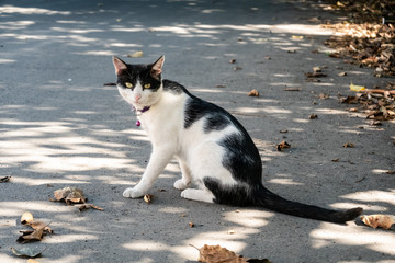 Canvas Print - domestic cat at street