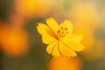 yellow flower macro