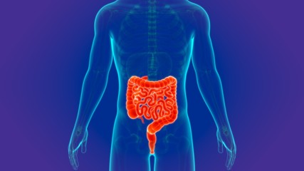 3D Illustration Human Digestive System Anatomy (Small and large Intestine)