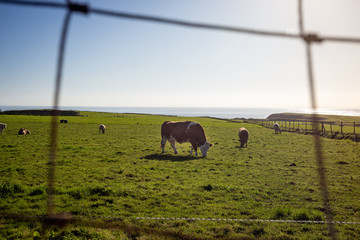 Wall Mural - Donegal, Ireland April 2019.
A brown cow in the center of the picture grazing along with other cows on a green meadow facing the sea in Northern Ireland on a sunny day with a cloudless blue sky.