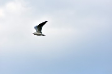 seagull flying in the sky over the ocean and lake