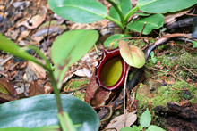 Nepenthes (Nepenthaceae) - Borneo Malaysia Asia 