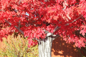 red tree in fall