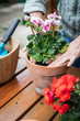 Planting geranium into flower pot on wooden table. Gardening at spring