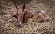 New Born Foal