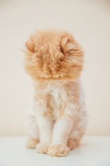 Beautiful persian cat posing for the camera.