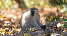 Vervet Monkey (Chlorocebus Pygerythrus) In Zimbabwe