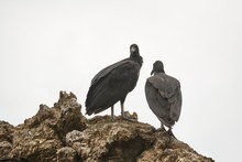 Black Vultures Standing On A Cliff Under Overcast Sky