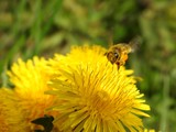 Fototapeta  - Bees on spring flowers close-up